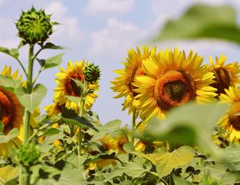 Ingrediente_estrella_Girasol_344x265_9e54e7b8-36c2-4e09-8e16-866e9af2276e - solucionesbanohub.compaña - 1