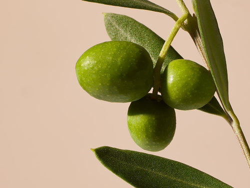 OLIVE - solucionesbanohub.compaña - 1
