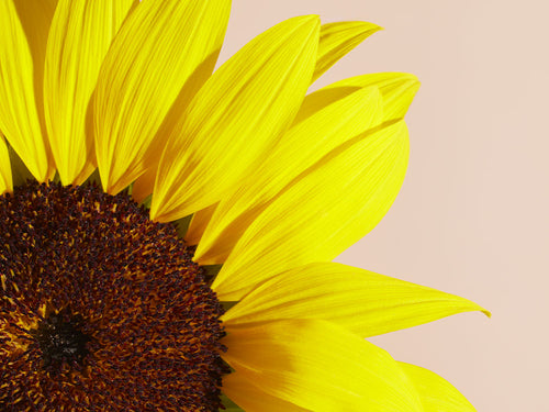 TOURNESOL_f92cd21c-8034-492c-ba76-c6d45f693eac - solucionesbanohub.compaña - 1