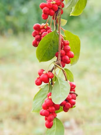 schisandra_plantacion - solucionesbanohub.compaña - 1