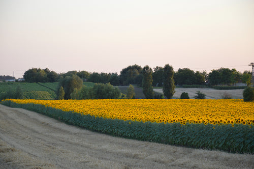 sunflowers_oil - solucionesbanohub.compaña - 1